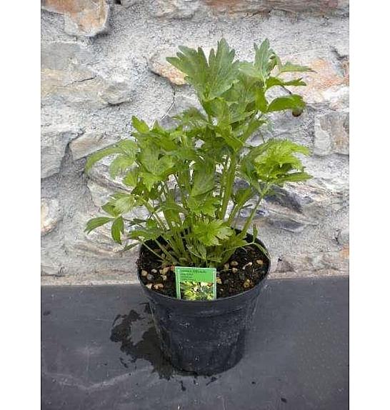 Levisticum officinale Ø14