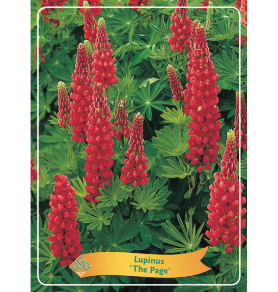 Lupinus The Page Ø11