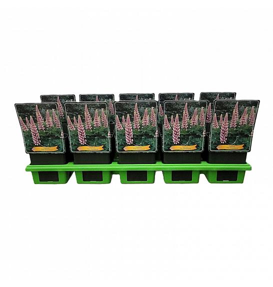 Lupinus The Chatelaine Ø11