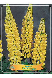 Lupinus The Chatelaine Ø11