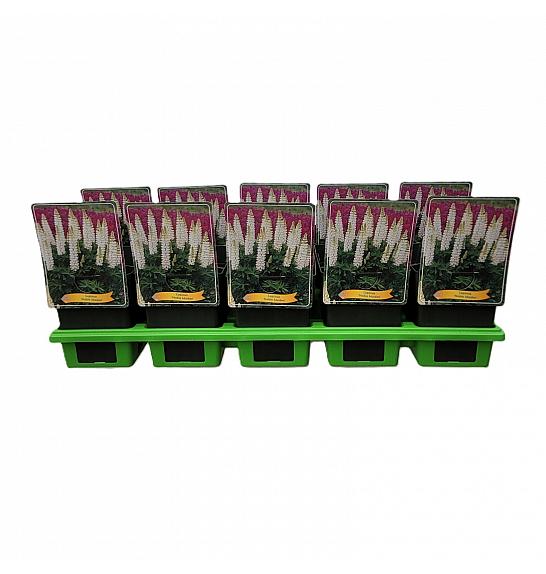 Lupinus Noble Maiden Ø11