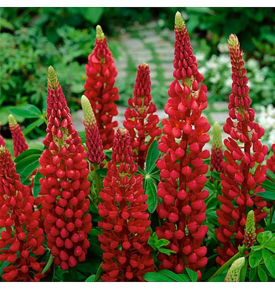 Lupinus My Castle Ø11