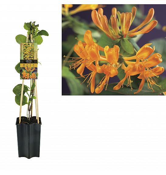 Lonicera tellmanniana C1,5 Lit. 30-40 cm