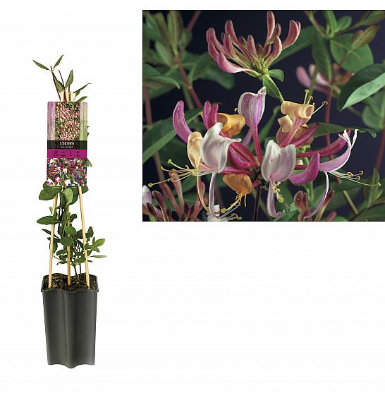 Lonicera periclymenum Serotina C1,5 Lit. 30-40 cm