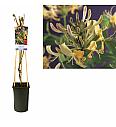 Lonicera periclymenum C2,5 Lit. 40-60 cm