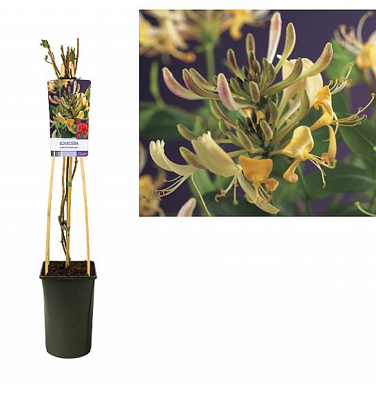 Lonicera periclymenum C2,5 Lit. 40-60 cm