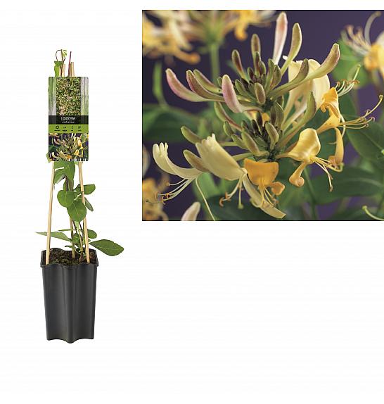 Lonicera periclymenum C1,5 Lit. 30-40 cm