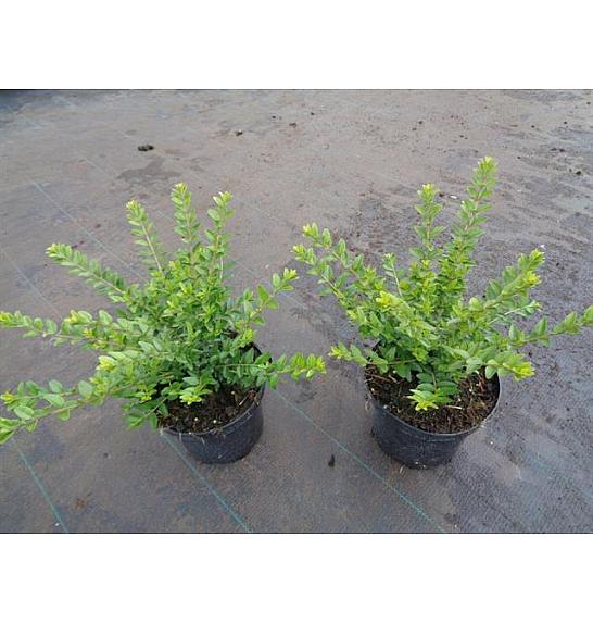 Lonicera nitida Maigrün C1,5 Lit. 20-30 cm