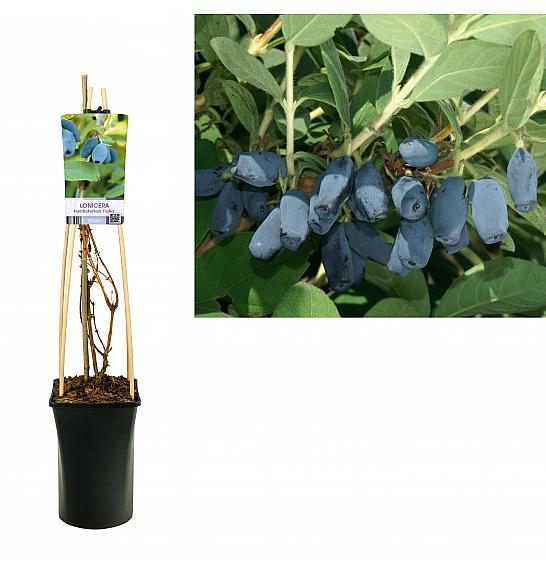 Lonicera kamtschatica Fialka C2,5 Lit. 40-60 cm