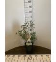 Lonicera kamschatica Delight vostorg C3 Lit. 25-40 cm (108156)