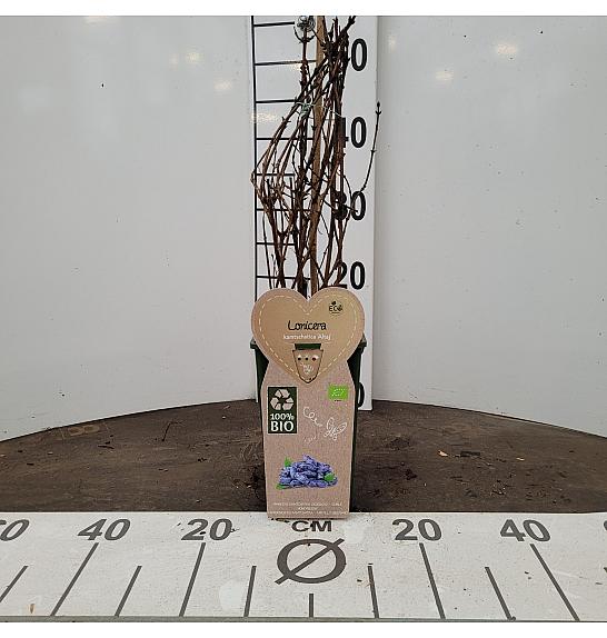 Lonicera kamschatica Altai C2 Lit. 30-40 cm BIO