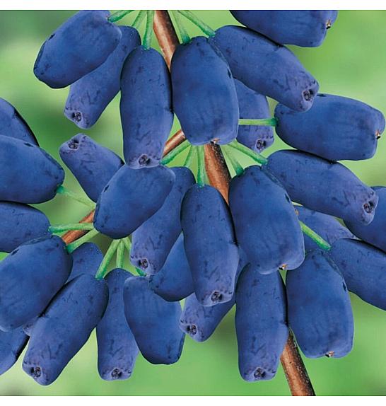 Lonicera kamschatica Altai C2 Lit. 30-40 cm