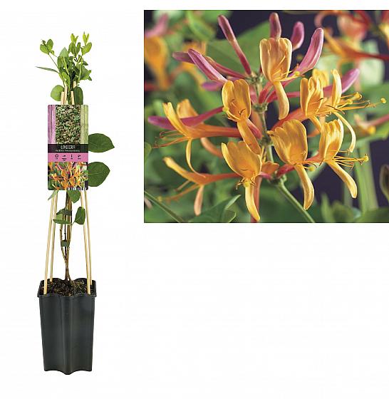 Lonicera heckrottii American Beauty C1,5 Lit. 30-40 cm