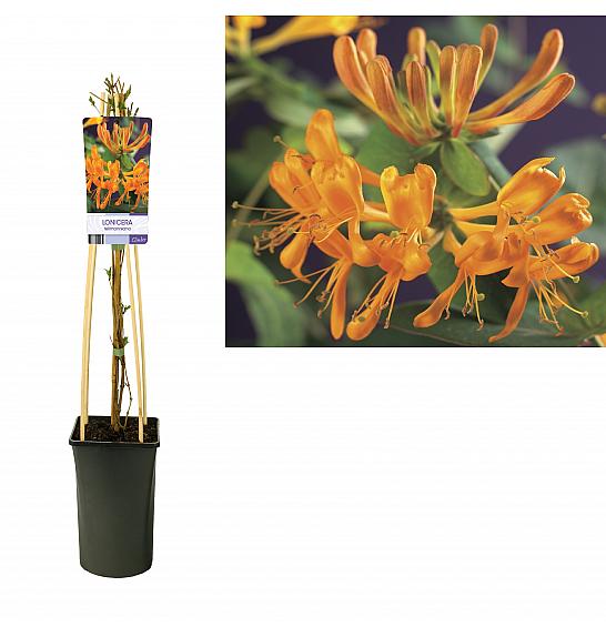 Lonicera tellmanniana C2,5 Lit. 40-60 cm