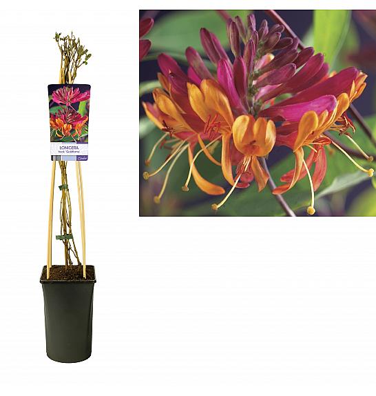 Lonicera persicifolia Goldflame C2,5 Lit. 40-60 cm