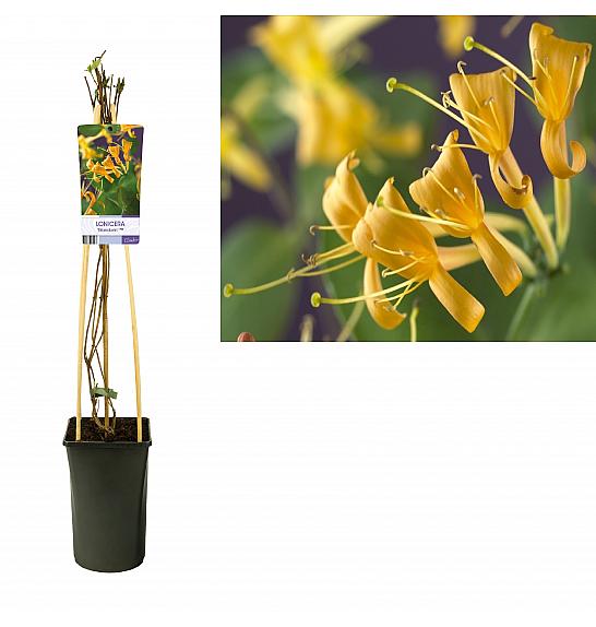 Lonicera periscifolia Mandarin C2,5 Lit. 40-60 cm