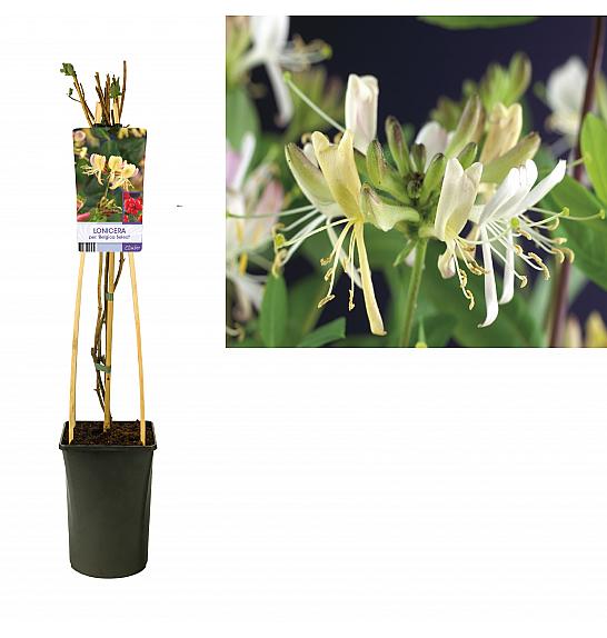 Lonicera periscifolia Belgica C2,5 Lit. 40-60 cm