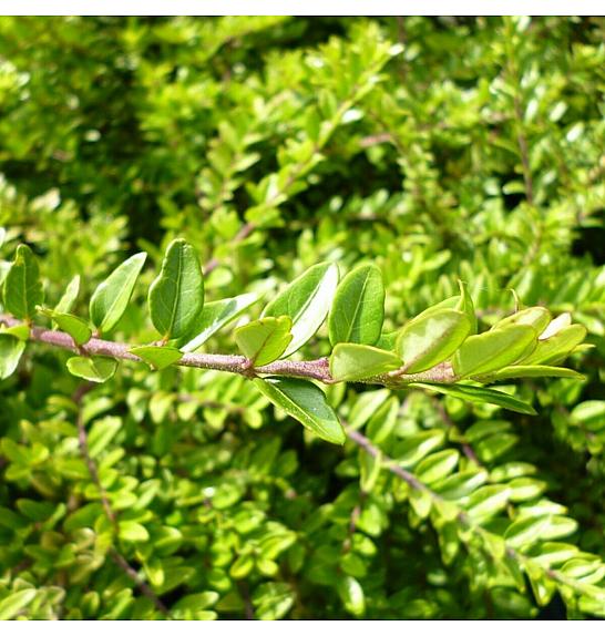 Lonicera nitida Maigrün Ø 9