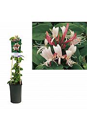 Lonicera japonica Crveni svijet C2,5 lit. 40-60 cm
