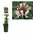 Lonicera japonica Red World C2,5 Lit. 40-60 cm