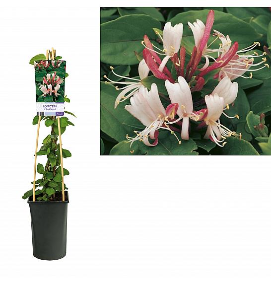 Lonicera japonica Red World C2,5 Lit. 40-60 cm