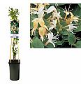 Lonicera japonica Halls Prolific C2,5 Lit. 40-60 cm