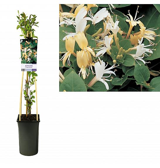 Lonicera japonica Halls Prolific C2,5 Lit. 40-60 cm