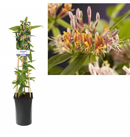 Lonicera henryi C2,5 Lit. 40-60 cm