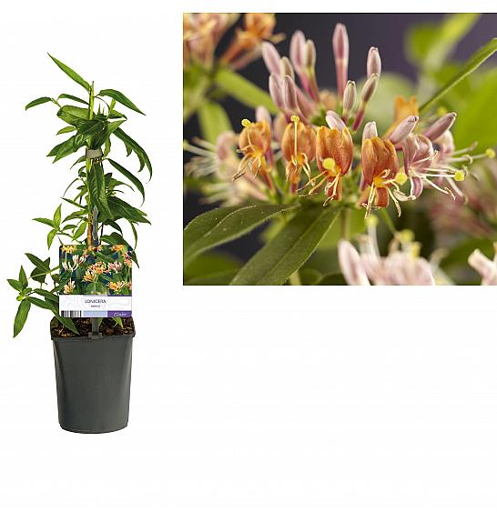 Lonicera henryi C1 Lit. 20-30 cm