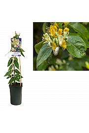 Lonicera heckrotti Bakrena ljepotica C2,5 lit. 40-60 cm
