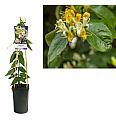 Lonicera heckrotti Copper Beauty C2,5 Lit. 40-60 cm