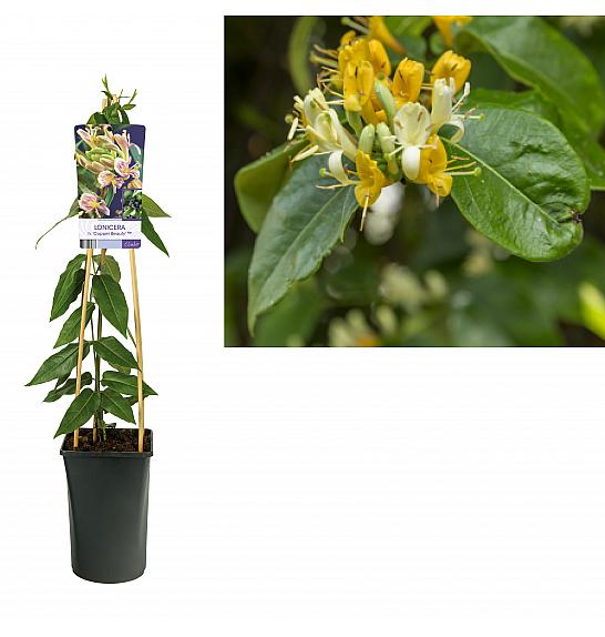 Lonicera heckrotti Copper Beauty C2,5 Lit. 40-60 cm