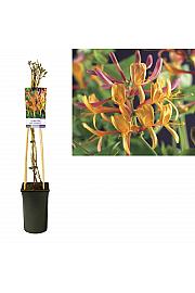 Lonicera heckrotti Američka ljepota C2.5 lit. 40-60 cm