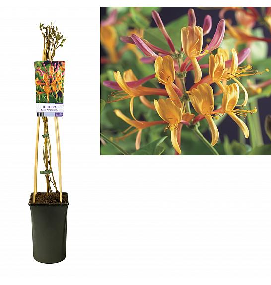 Lonicera heckrottii American Beauty C2,5 Lit. 40-60 cm