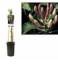 Lonicera caprifolium C2,5 Lit. 40-60 cm