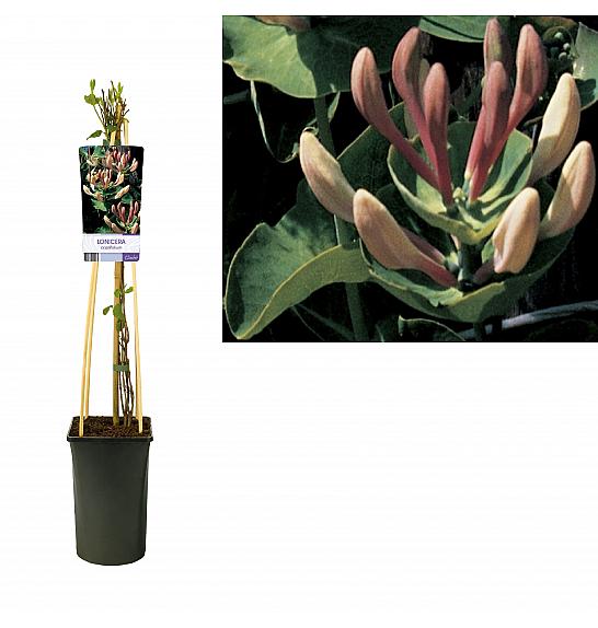 STARRE Lonicera  carpifolium