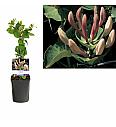 Lonicera caprifolium C1 Lit. 20-30 cm