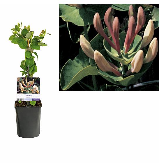Lonicera caprifolium C1 Lit. 20-30 cm