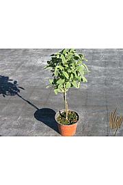 Salvia officinalis Ø14 Na Steblu 25 cm