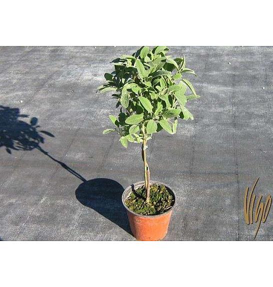 Salvia officinalis Ø14 Na Steblu 25 cm