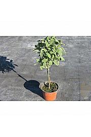 Salvia officinalis Ø14 Na Steblu 20 cm