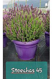 Lavandula stoechas Ø45