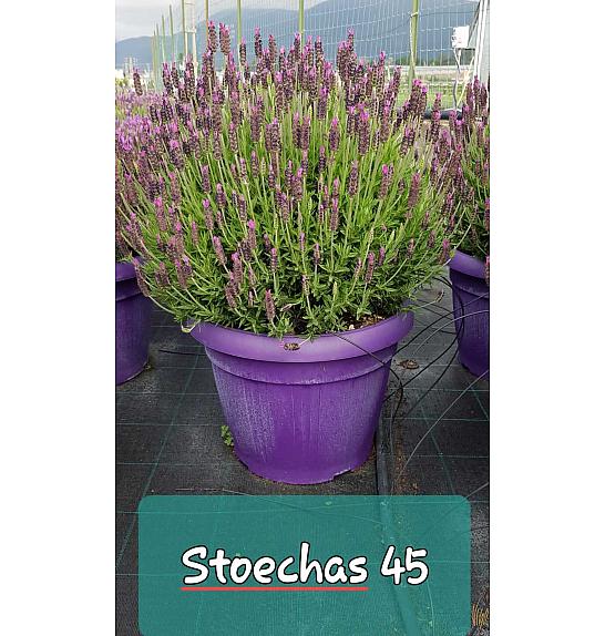 Lavandula stoechas Ø45