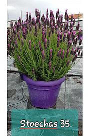 Lavandula stoechas Ø35