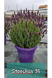 Lavandula stoechas Ø35