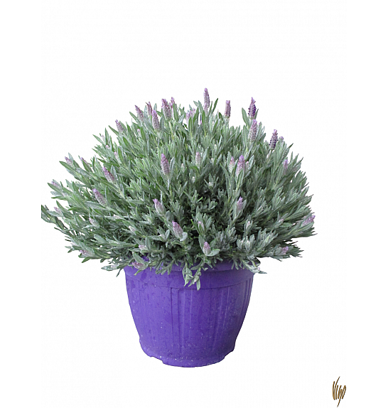 Lavandula stoechas Ø25