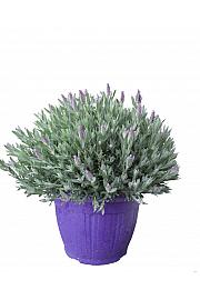 Lavandula stoechas Ø25