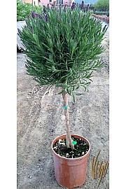 Lavandula stoechas Ø18 Na Steblu 30 cm