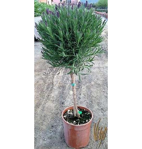 Lavandula stoechas Ø18 Na Steblu 30 cm