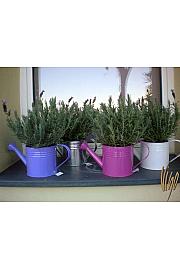 Lavandula stoechas Ø14 zalivalka